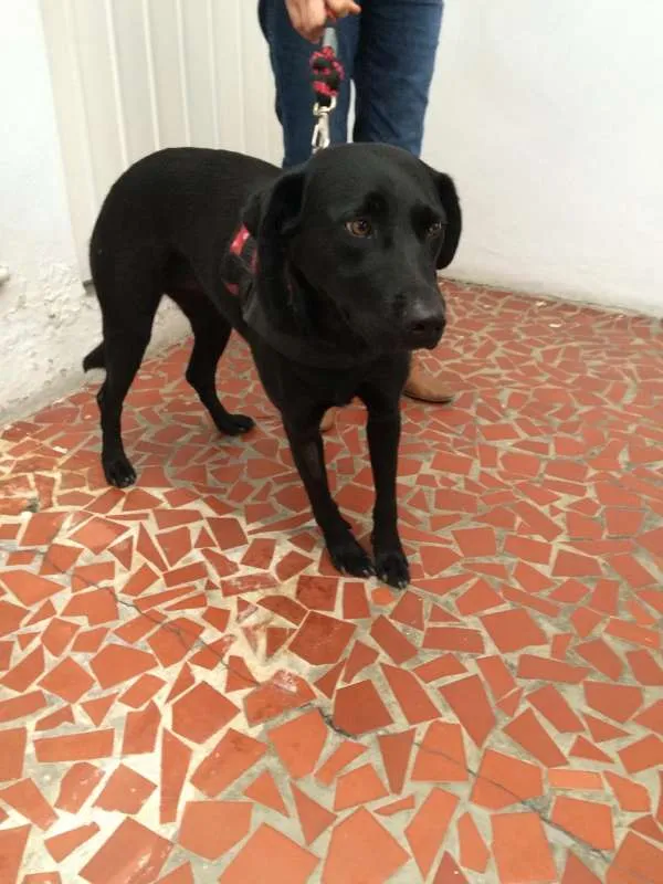 Cachorro ra a SRD idade 2 anos nome Jade