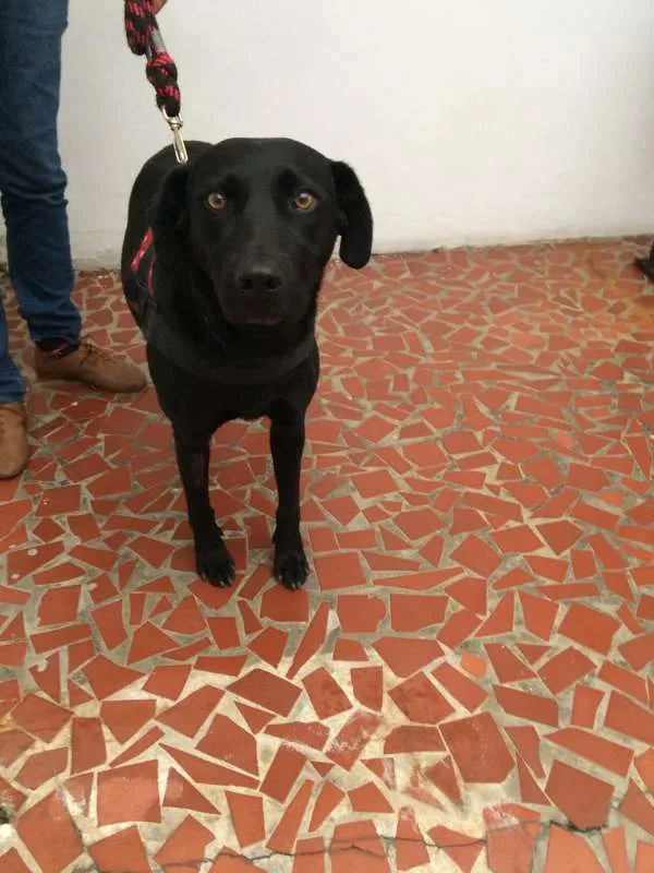 Cachorro ra a SRD idade 2 anos nome Jade