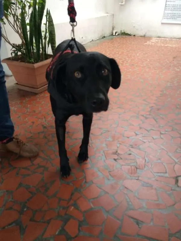 Cachorro ra a SRD idade 2 anos nome Jade
