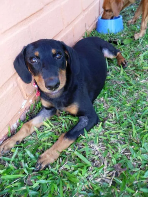 Cachorro ra a srd idade 2 a 6 meses nome Biju