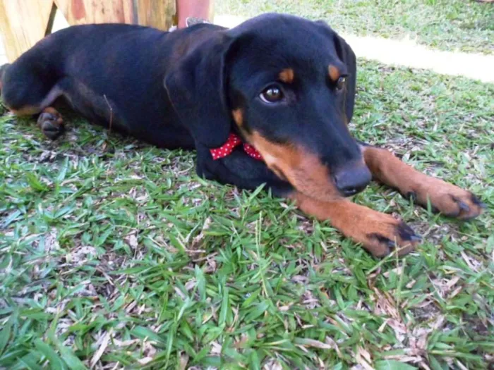 Cachorro ra a srd idade 2 a 6 meses nome Biju