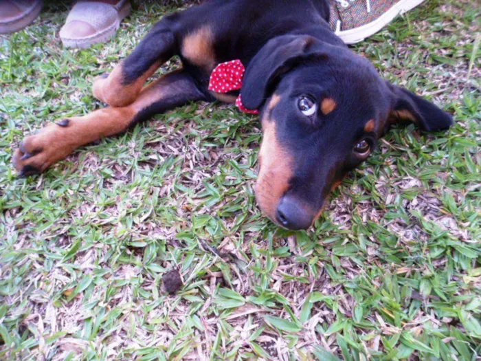 Cachorro ra a srd idade 2 a 6 meses nome Biju