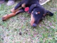 Biju