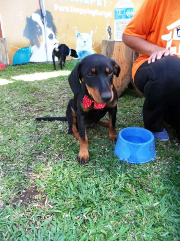 Cachorro ra a srd idade 2 a 6 meses nome Biju
