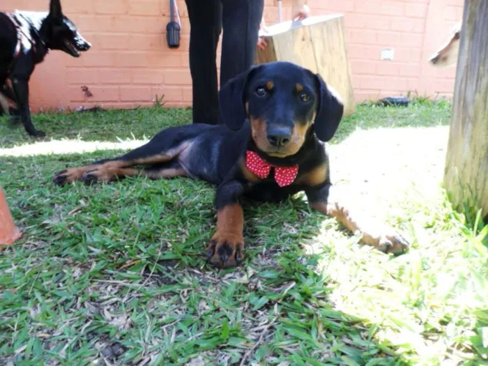 Cachorro ra a srd idade 2 a 6 meses nome Biju