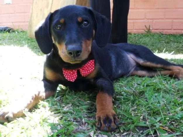 Cachorro ra a srd idade 2 a 6 meses nome Biju