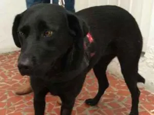 Cachorro raça SRD idade 2 anos nome Jade