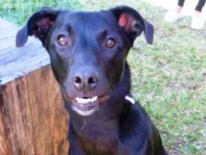 Cachorro raça SRD idade 7 a 11 meses nome Dora
