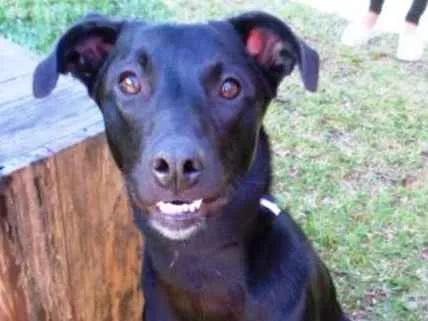 Cachorro ra a SRD idade 7 a 11 meses nome Dora