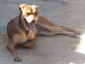 Cachorro raça não possui raça  idade 1 ano nome Cachorro
