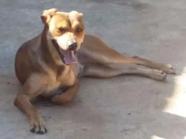 Cachorro ra a não possui raça  idade 1 ano nome Cachorro