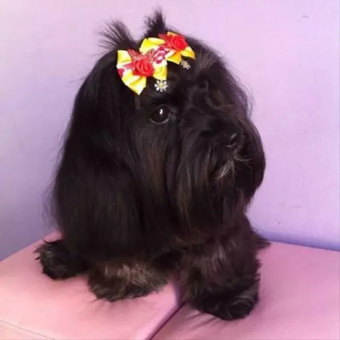 Cachorro raça Lhasa Apso  idade 4 anos nome Pérola 