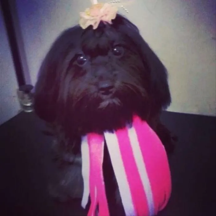 Cachorro raça Lhasa Apso  idade 4 anos nome Pérola 