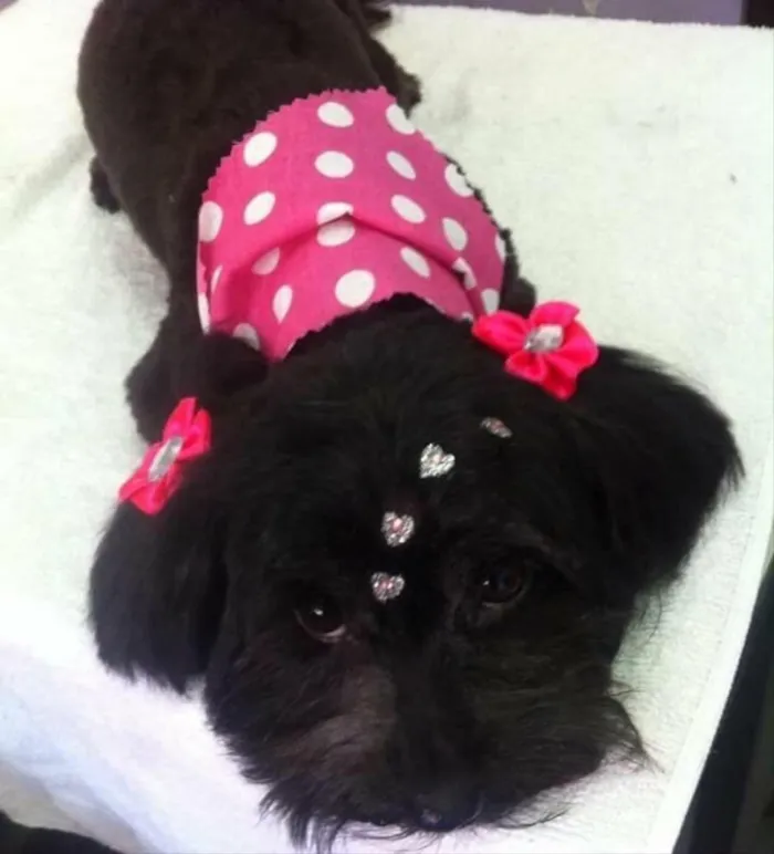 Cachorro raça Lhasa Apso  idade 4 anos nome Pérola 