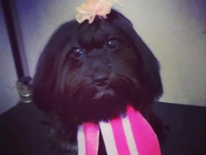 Cachorro raça Lhasa Apso  idade 4 anos nome Pérola 