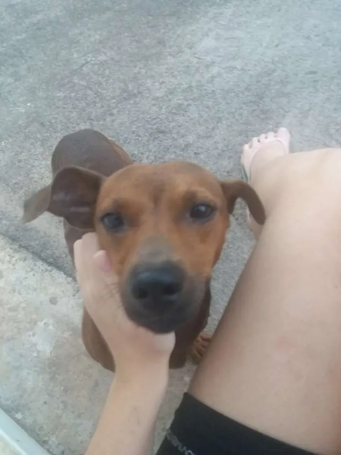 Cachorro raça Vira-lata idade 1 ano nome Não Sabemos 