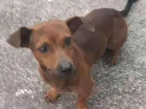 Cachorro raça Vira-lata idade 1 ano nome Não Sabemos 