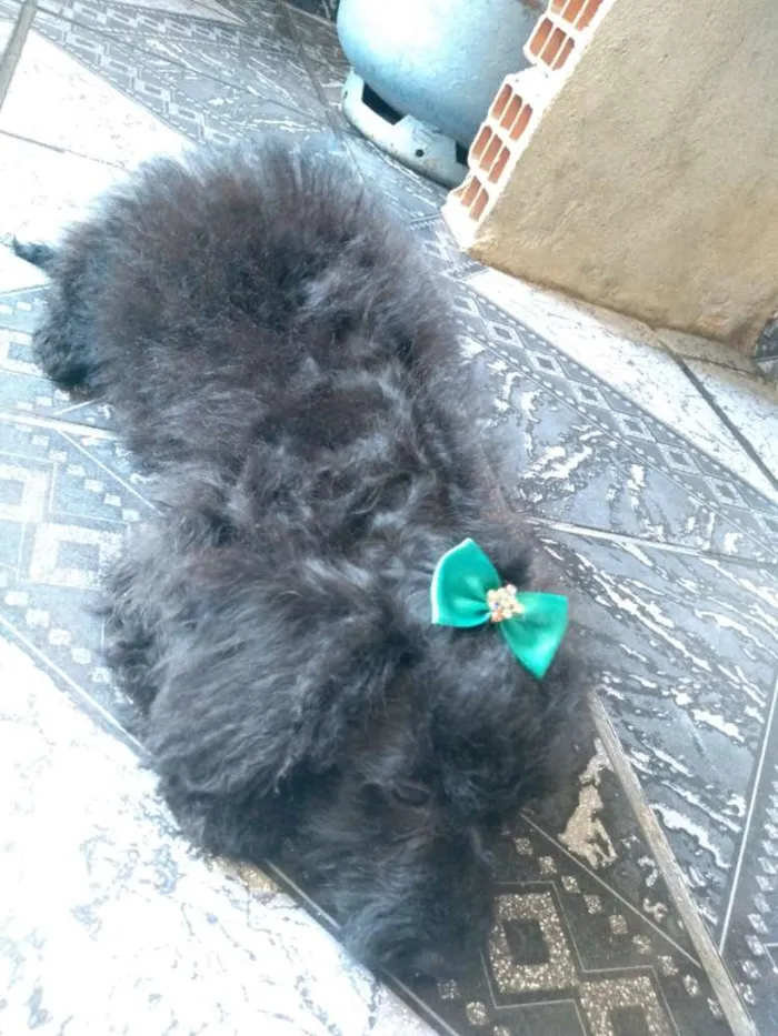 Cachorro ra a Puldo com vira lata  idade 2 a 6 meses nome Lunna
