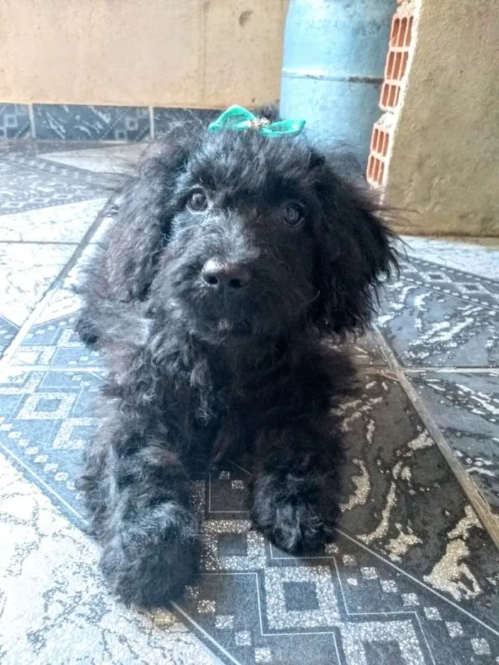 Cachorro ra a Puldo com vira lata  idade 2 a 6 meses nome Lunna