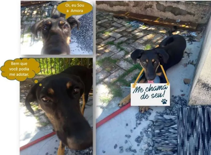 Cachorro ra a Vira Lata idade 1 ano nome Amora