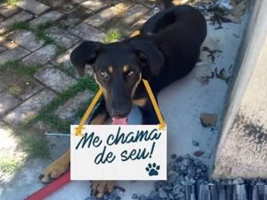 Cachorro ra a Vira Lata idade 1 ano nome Amora