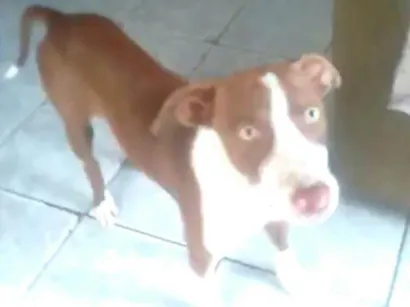 Cachorro raça Pit bul com vira lata idade 1 ano nome Scooby