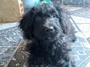 Cachorro raça Puldo com vira lata  idade 2 a 6 meses nome Lunna