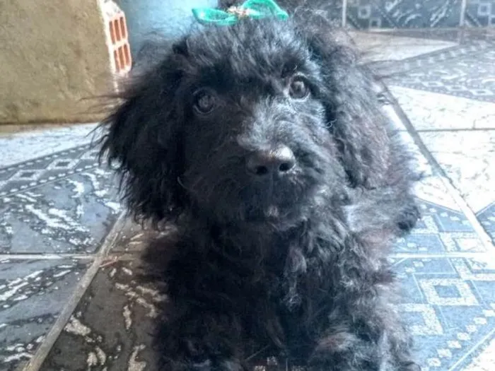 Cachorro ra a Puldo com vira lata  idade 2 a 6 meses nome Lunna