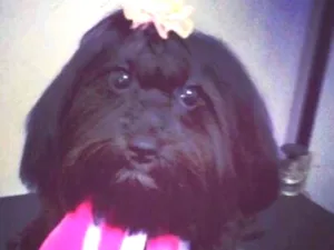 Cachorro raça Lhasa Apso  idade 4 anos nome Pérola 