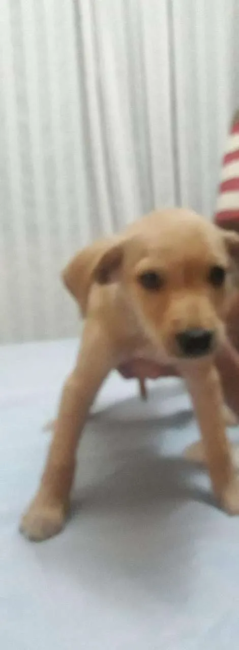 Cachorro ra a Indefinida idade Abaixo de 2 meses nome Não tem