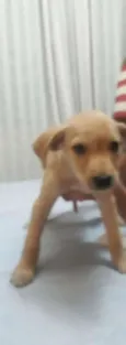 Não tem
