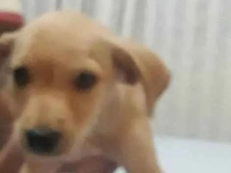Cachorro ra a Indefinida idade Abaixo de 2 meses nome Não tem