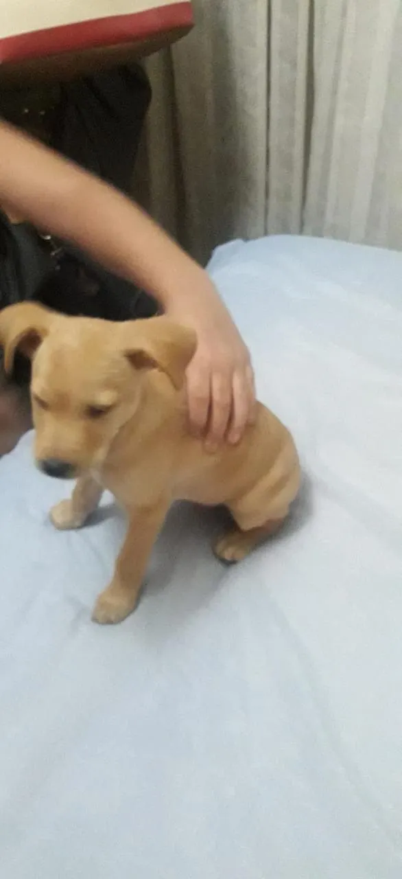 Cachorro ra a Indefinida idade Abaixo de 2 meses nome Não tem