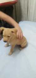 Não tem