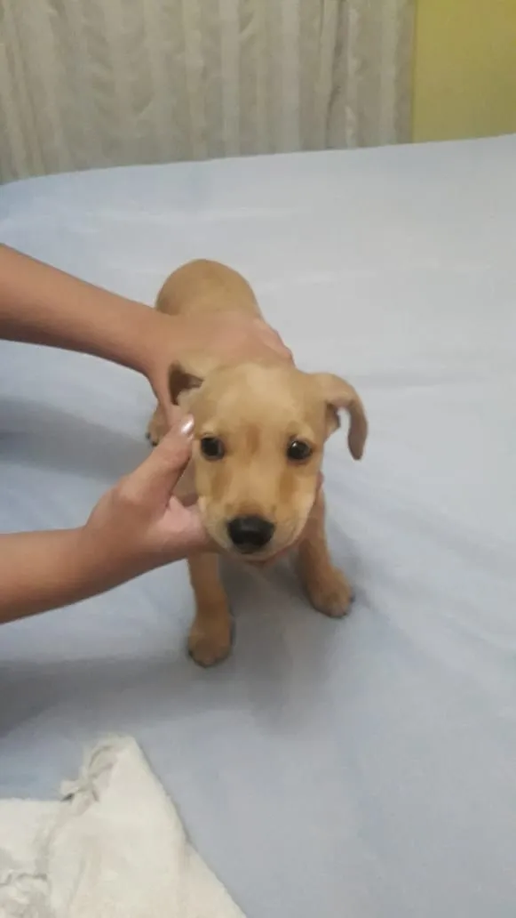 Cachorro ra a Indefinida idade Abaixo de 2 meses nome Não tem