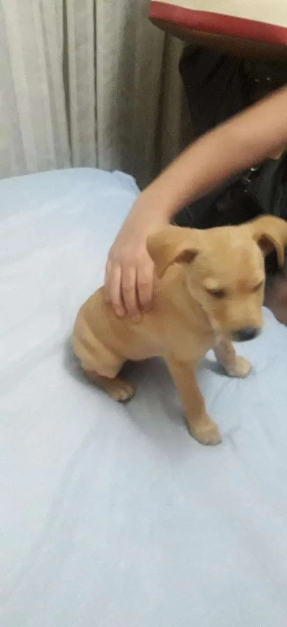 Cachorro ra a Indefinida idade Abaixo de 2 meses nome Não tem