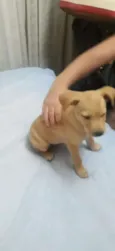Não tem
