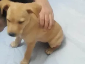 Cachorro raça Indefinida idade Abaixo de 2 meses nome Não tem