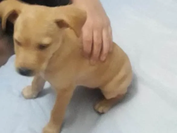 Cachorro ra a Indefinida idade Abaixo de 2 meses nome Não tem