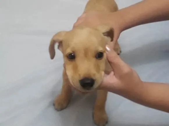 Cachorro ra a Indefinida idade Abaixo de 2 meses nome Não tem