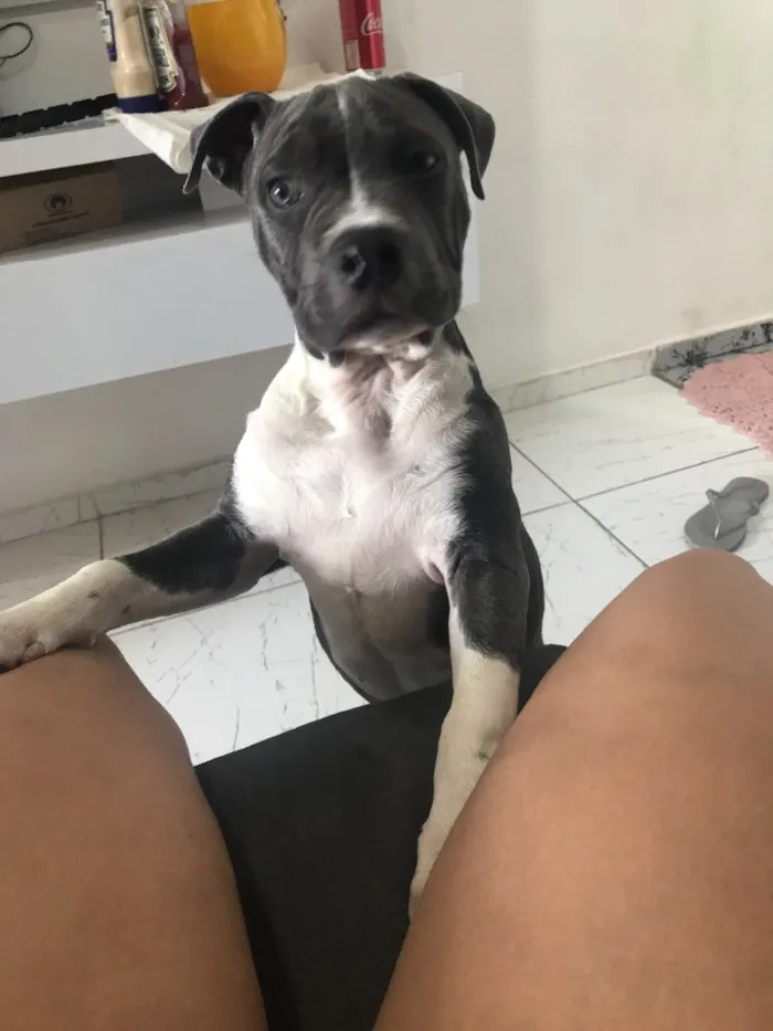 Cachorro ra a Pitbull - American bully idade 2 a 6 meses nome Iron