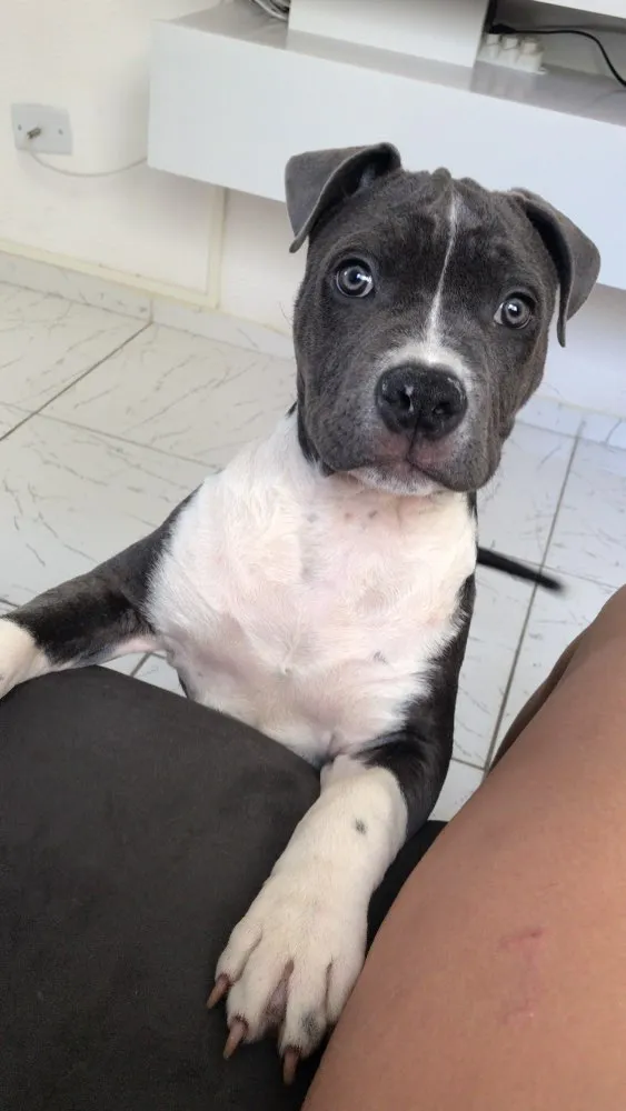 Cachorro ra a Pitbull - American bully idade 2 a 6 meses nome Iron