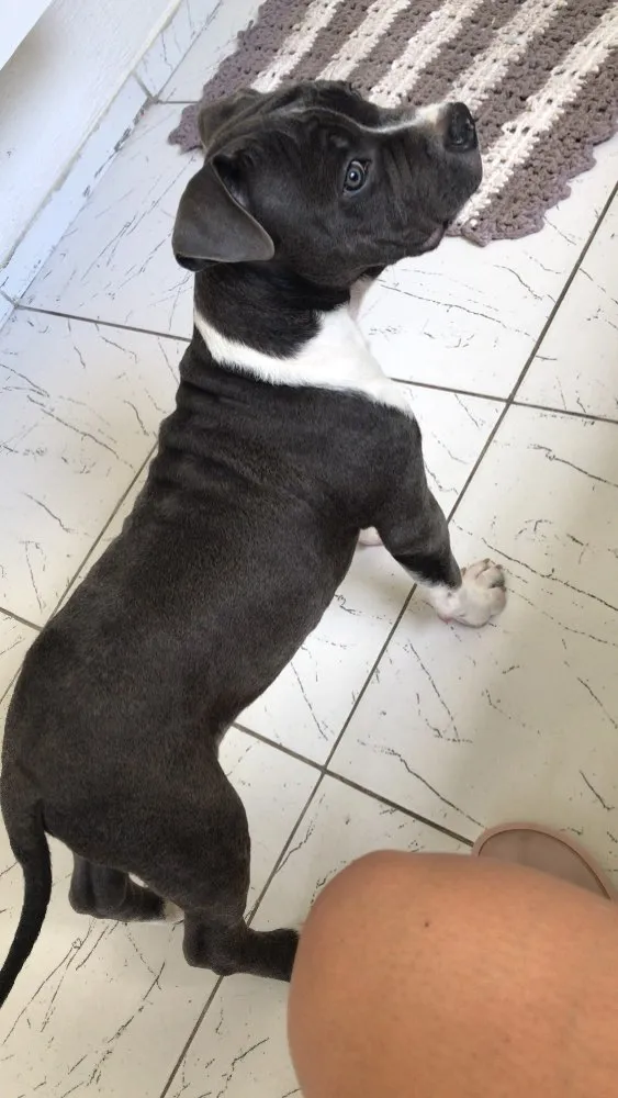 Cachorro ra a Pitbull - American bully idade 2 a 6 meses nome Iron
