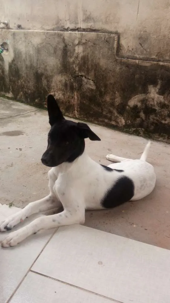 Cachorro ra a Fox paulistinha idade 7 a 11 meses nome Bolt