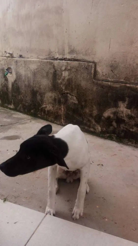 Cachorro ra a Fox paulistinha idade 7 a 11 meses nome Bolt
