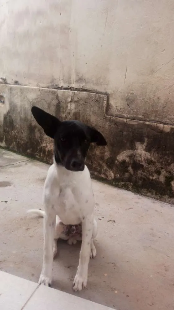Cachorro ra a Fox paulistinha idade 7 a 11 meses nome Bolt