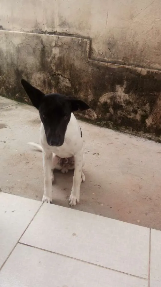 Cachorro ra a Fox paulistinha idade 7 a 11 meses nome Bolt