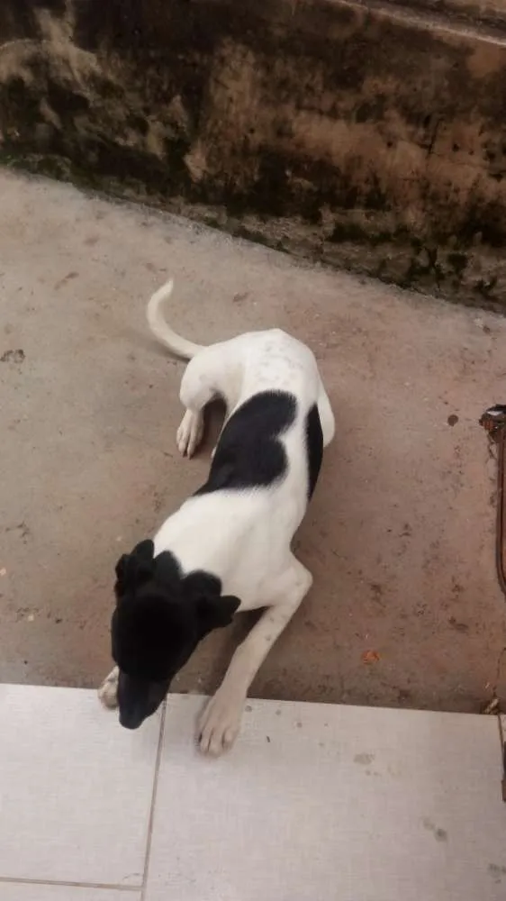 Cachorro ra a Fox paulistinha idade 7 a 11 meses nome Bolt