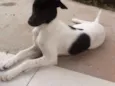 Bolt