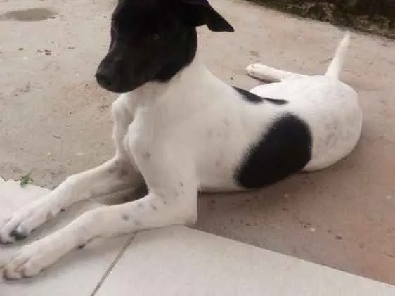 Cachorro ra a Fox paulistinha idade 7 a 11 meses nome Bolt
